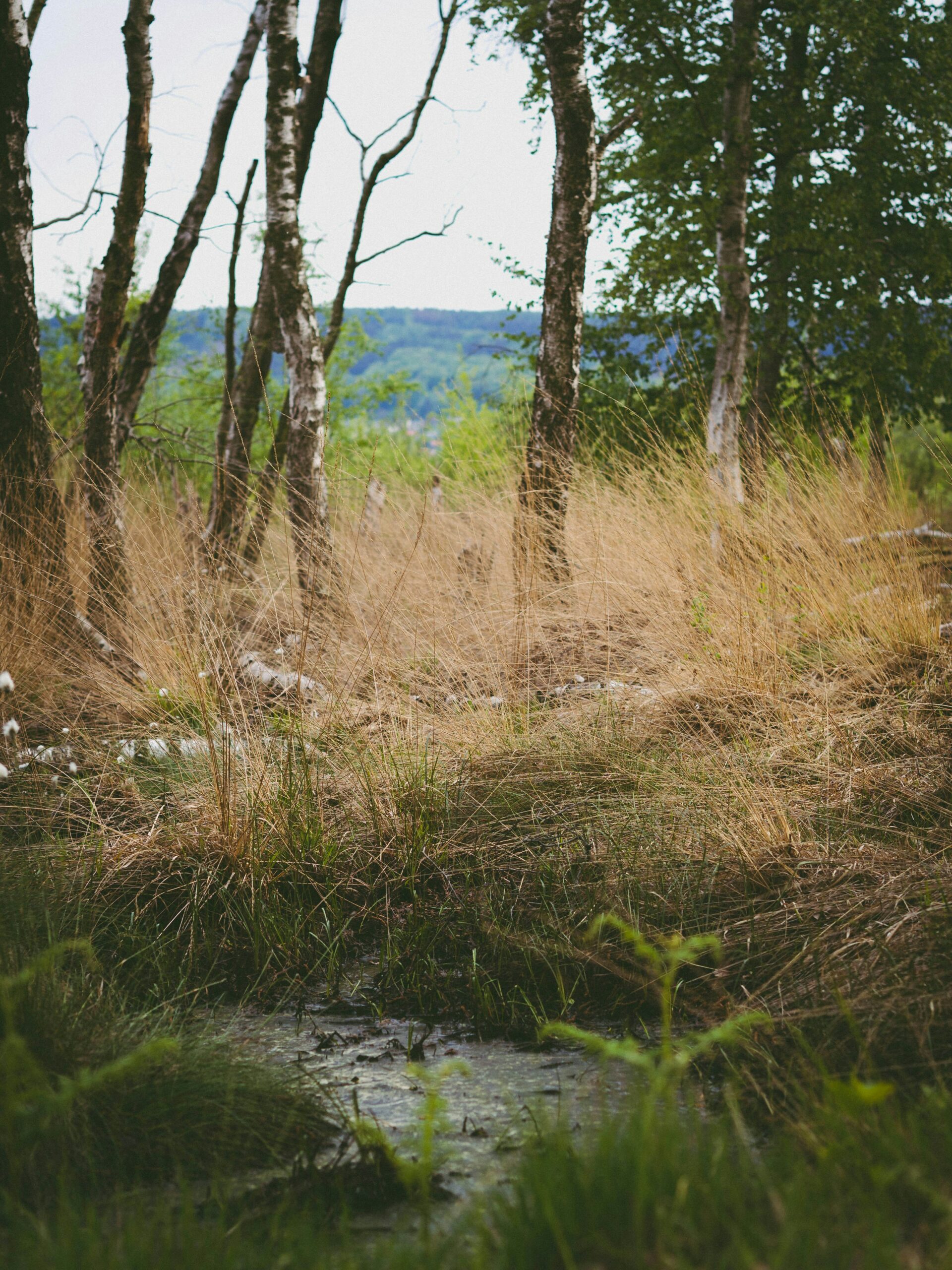 Mitten in der Natur